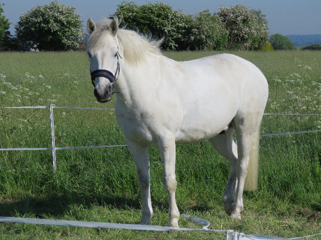 Bella in the field